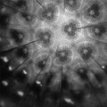 CORY ALLEN - THE SOURCE (VINYL)