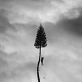 MANCHESTER ORCHESTRA - A BLACK MILE TO THE SURFACE (VINYL)