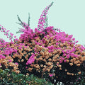 JAY SOM - TURN INTO [LP]