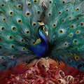 OPETH - SORCERESS (VINYL)